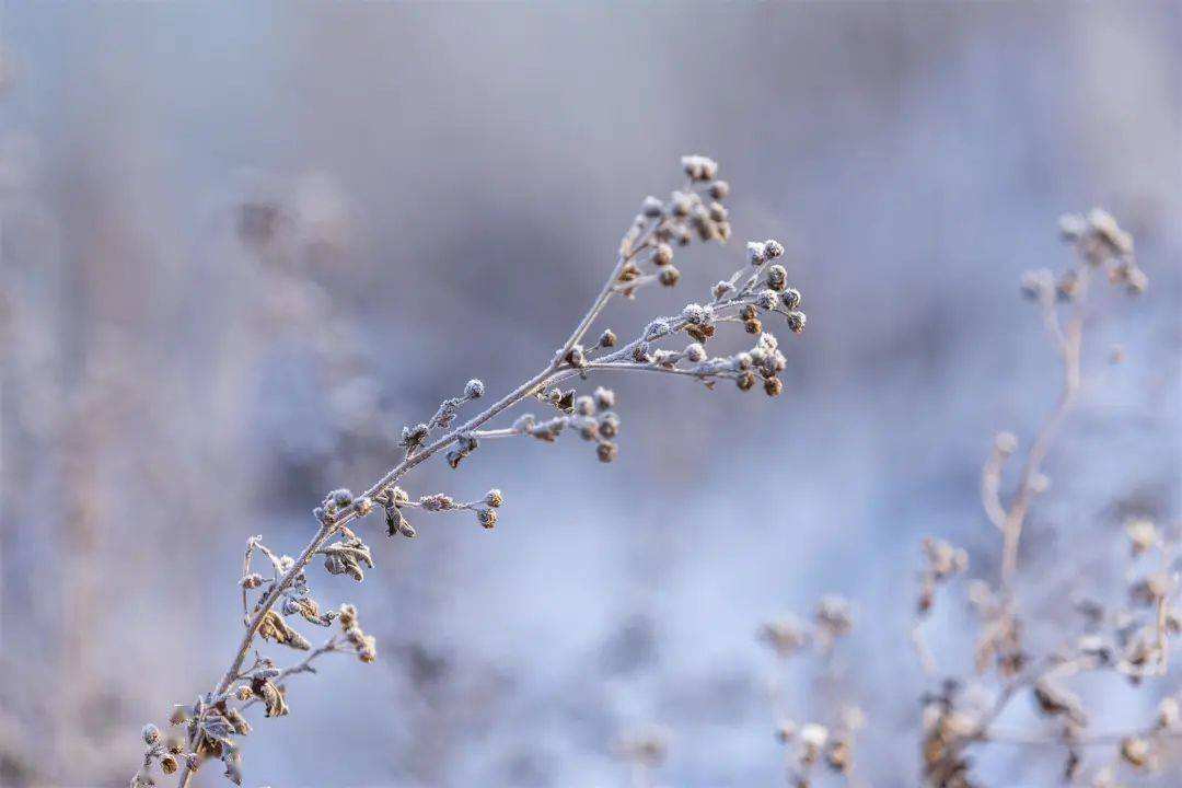 小雪 ▎冬藏萬物，歲月沉香